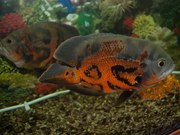 Аквариумная рыбка Астронотус (ocellatus),  20 см,  280 грн. за 2 шт