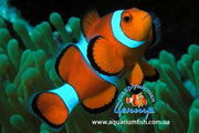 Выставка морских рыб и экзотических живых кораллов с 20 декабря 2011 г