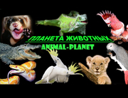 Рептилии, Амфибии, Ящерицы, Черепахи, Змеи, Удавы и Питоны