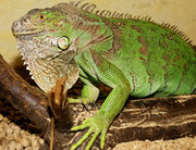 Зеленая Игуана (Iguana iguana) – ручные молодые особи