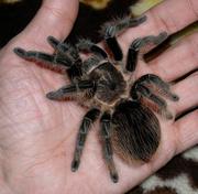 Паук Птицеед Brachypelma albopilosum (брахипелма альбопилосум)